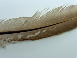 Close-up of a Partridge Feather Isolated on White Background