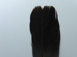Close-up of a Black Crow Feather Isolated on White Background