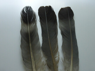 Three Black Crow Feathers Isolated on White Background