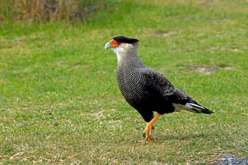 caracara