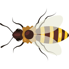 Close Up Top View Of A Yellow And Brown Striped Honey Bee Insect With Translucent Wings Against A Transparent Background