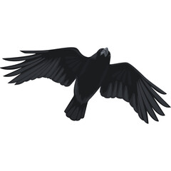 Black crow bird in flight with wings spread wide against a white background isolated detailed feathers