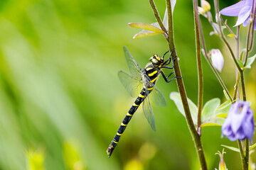 Striped dragonfly in nature. Close-up of the insect. Yellow and black striped dragonfly. Cordulegaster bidentata.
