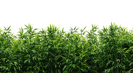 Obraz premium Dense, vibrant green vegetation against a stark black background, creating a natural boundary