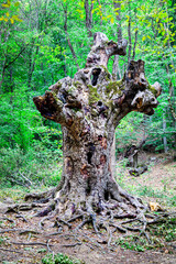 A tree trunk with unusual shapes similar to animals against a background of greenery on a bright sunny day. Flora is the nature of a plant.