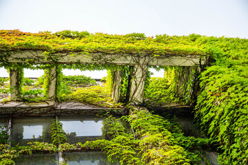 Concrete structures wrapped with ordinary ivy on a clear sunny day. Sights of Russia, World tourism.