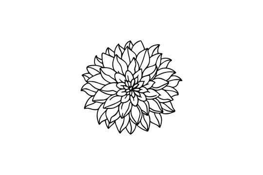 black dahlia flower drawing