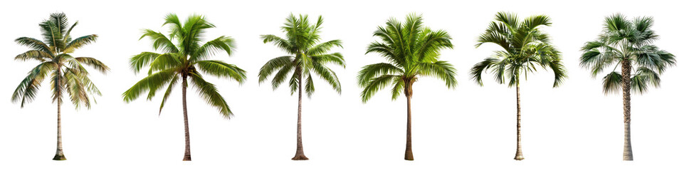 Obraz premium Tropical palm trees collection