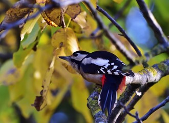 Buntspecht (Dendrocopos major) Weibchen im Herbst