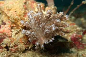 phyllodesmium crypticum nudibranch in Raja Ampat, Indonesia  