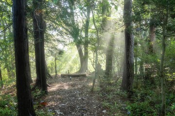 朝靄漂う夏の登山風景
