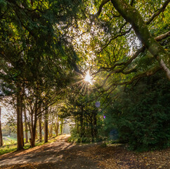 walking in the woods in Autumn 
