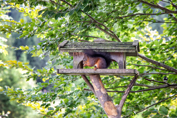 eichhörnchen in einem vogelhaus