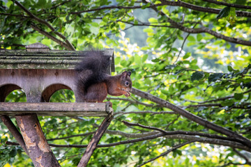 eichhörnchen essend in einem vogelhaus