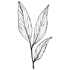 Minimalist Botanical Branch Line Art, Hand Drawn Leaf Outline, Wedding floral ink line art
