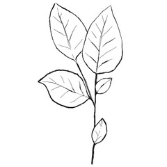 Minimalist Botanical Branch Line Art, Hand Drawn Leaf Outline, Wedding floral ink line art
