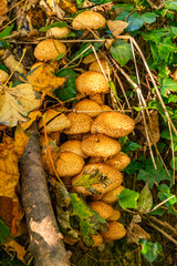Fungi in the woods in autumn North Wales 