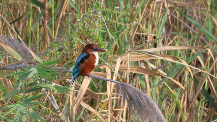 White-throated Kingfisher (Halcyon smyrnensis)