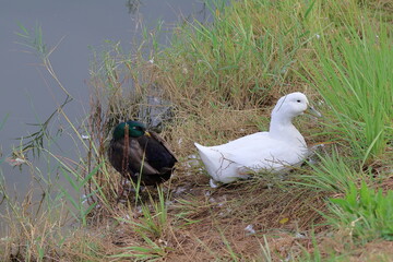 ducks on the grass in the river, closeup of photo