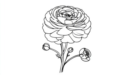 Detailed line art flower illustration