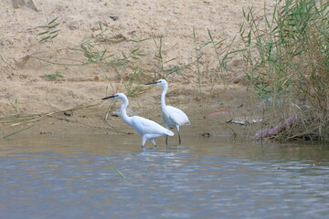 Little egret, Egretta garzetta, single bird in water, Brazil
