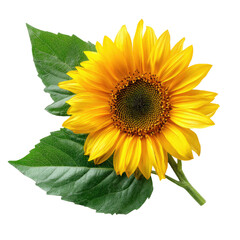 Obraz premium Vibrant, isolated, blooming yellow sunflower with green leaves against a black background