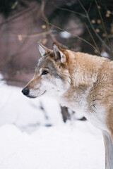 gray wolf canis lupus