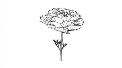 Floral line art design