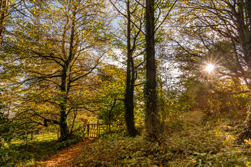 Obraz premium Fungi in the woods in autumn North Wales 