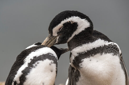 Magellanic penguin, Caleta Valdes, peninsula Valdes, Chubut Province, Patagonia Argentina