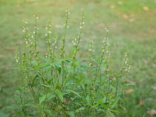 A verdant patch of basil plants with delicate white flowers in a natural setting