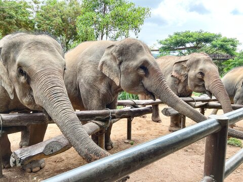 An Asian elephant at a zoo close up