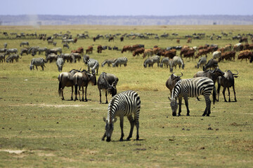 Obraz premium zebra