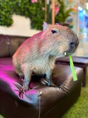 South American capybara in closeup and selective focus, Capybara indoors, solitary herbivorous mammal, calm scene of cute capybara