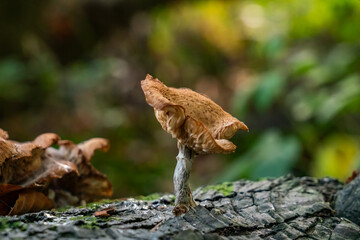Fungi in the woods in autumn North Wales 