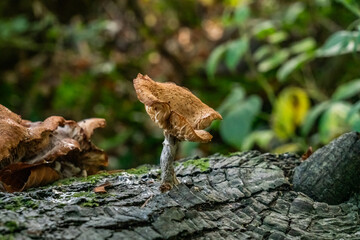 Fungi in the woods in autumn North Wales 