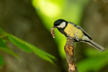 Great tit perched on a branch holding a butterfly larva in its beak