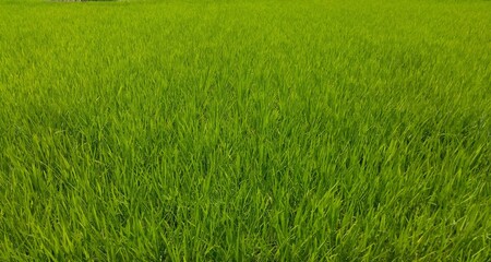 坂の上から見る初夏の田んぼ風景	