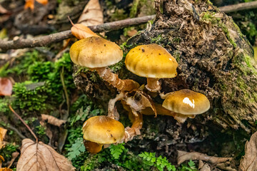 Fungi in the woods in autumn North Wales 