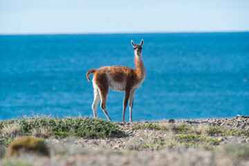 Baby Guanaco, Peninsula Valdes, Chubut Province, Patagonia, Argentina.