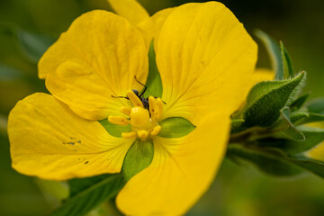 Close-up of a Yellow Wildflower with an Insect Resting in the Center