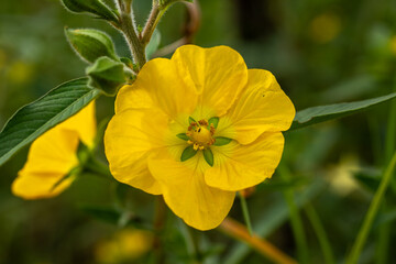 Bright Yellow Flower of a Wild Plant in Natural Green Habitat