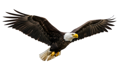 Majestic bald eagle soaring powerfully, symbolizing freedom and strength in flight, perfect for patriotic themes and nature documentaries