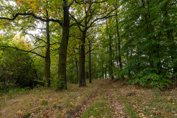 Fahrweg in der Oberlausitzer Heide- und Teichlandschaft