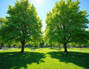 Green trees in a city park on a sunny day. Big trees with fresh green leaves stand tall. There are benches under the trees. The image conveys peace and tranquility.