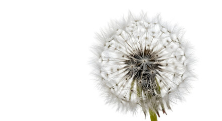 Delicate dandelion seed head against pure black, a symbol of hope and renewal, perfect for nature designs, spring concepts and botanical themes, dreamy and light