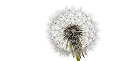 Delicate dandelion seed head against pure black, a symbol of hope and renewal, perfect for nature designs, spring concepts and botanical themes, dreamy and light
