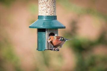 Beautiful chaffinch friugilla coelebs on bird feeder in garden