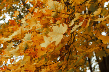 Autumn leaves fall from the trees