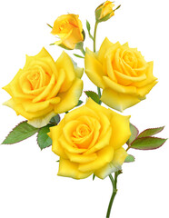 Yellow Rose flowers focus stacking close up isolated for love wedding and valentines day
